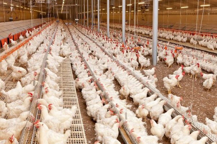 هزینه تمام شده تولید مرغ 30 درصد افزایش یافت