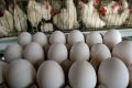 تسهیل در صادرات با حذف تعرفه مرغ، تخم مرغ و جوجه یک روزه
