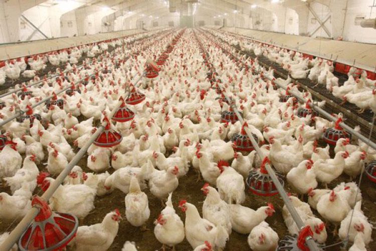 تورم تولیدکننده مرغداری ها به 13 درصد رسید