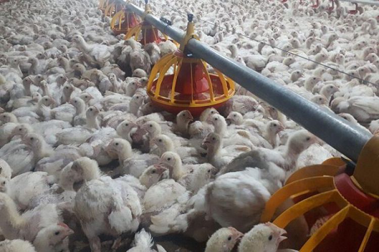 افزایش قیمت تمام شده تولید مرغ به 14 هزار و 500 تومان