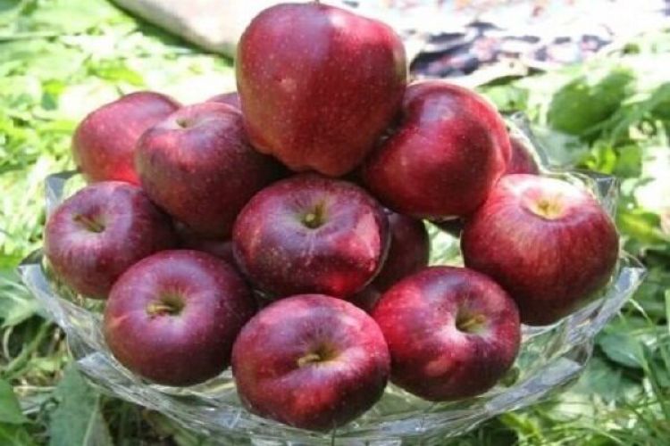 رفع موانع صادراتی محصول سیب اولویت وزارت کشاورزی است