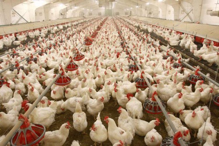 تامین گوشت مرغ تا کشتارگاه‌ بر عهده وزارت جهاد کشاورزی است  
