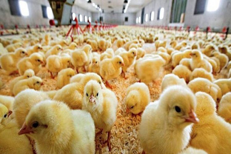جوجه تخم گذار همچنان 2 برابر نرخ مصوب عرضه می شود/قیمت تخم مرغ به نرخ مصوب برگشت
