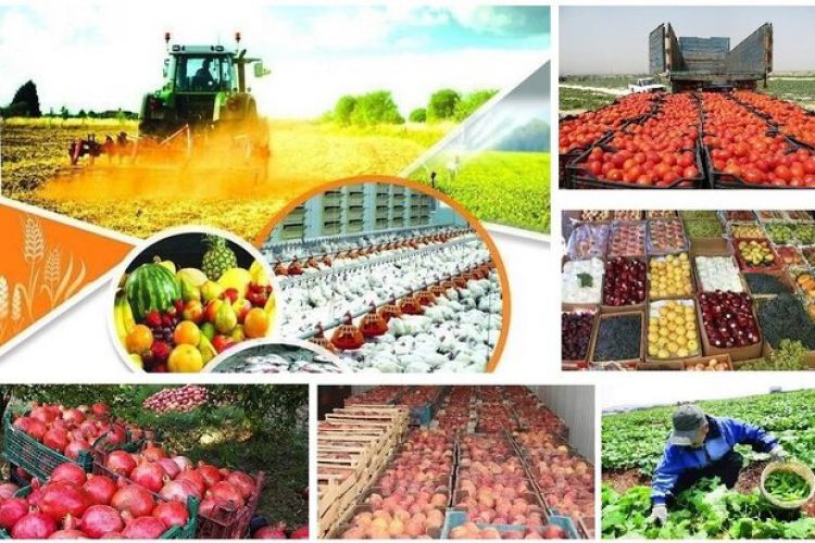 صادرات بخش کشاورزی 26 درصد افزایش یافت