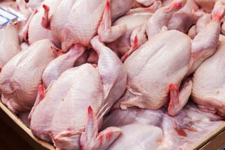 عرضه 1400 تُن مرغ گرم در تهران از امروز