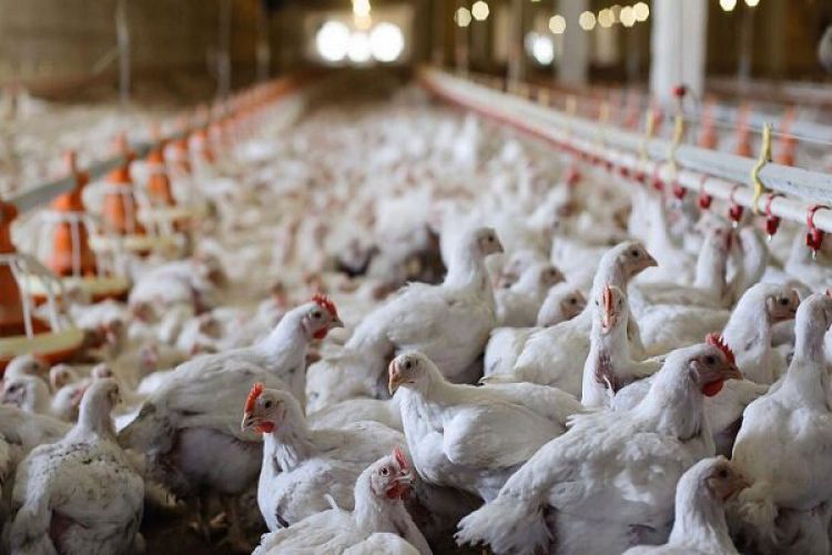 تولید مرغ دچار چالش جدی شده است/ از کمبود جوجه تا تلفات ناشی از گرما