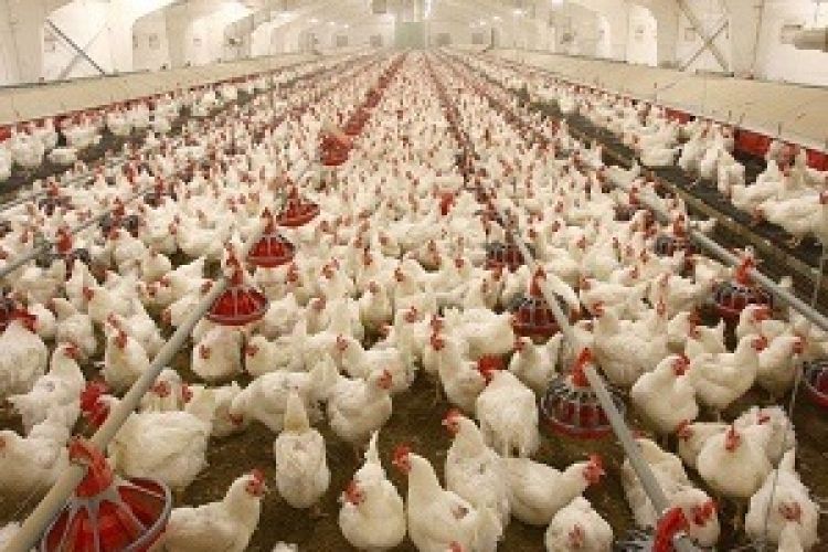 شیوع آنفولانزای حاد پرندگان در واحد های مرغ گوشتی