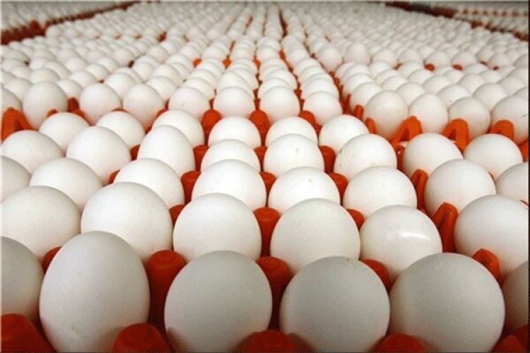 مرغداران در تامین نهاده های دامی دچار مشکل شده‌اند/ صادرات تخم مرغ امکان‌پذیر نیست