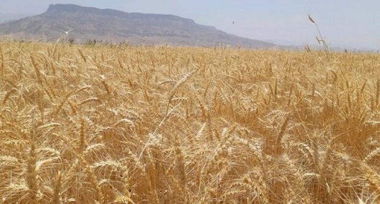 فائو: امسال تولید گندم در ایران 4 میلیون تُن افزایش می‌یابد