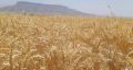 فائو: امسال تولید گندم در ایران 4 میلیون تُن افزایش می‌یابد
