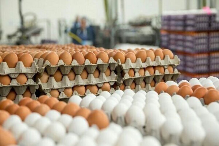 قیمت تخم مرغ تغییری نکرده است/ شانه دو کیلویی 79 هزار و 600 تومان