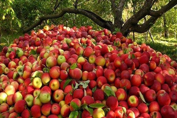 صادرات 550 هزار تن سیب در 11 ماهه سال گذشته