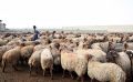 خشکسالی در کمین تولید گوشت قرمز ‌/ واردات دام افغانستانی به ایران