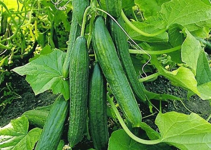 کاهش نسبی قیمت خیار؛ عرضه با نرخ 54 تا 65 هزار تومان در بازار