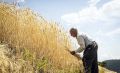 قیمت گندم به هر کیلو 17 هزار تومان اصلاح می شود