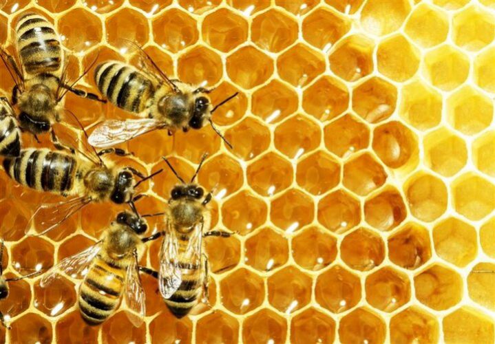ایران رتبه سوم جهان را در تولید عسل دارد/پیش بینی رشد 4 درصدی