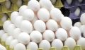 تخم مرغ همچنان کمتر از قیمت مصوب به فروش می‌رسد/ صادرات 100 میلیون دلار تخم مرغ