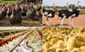 97.5 درصد تولید طیور کشور مربوط به مرغ است