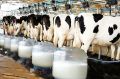 صادرات بیش از 2 میلیون تن شیر و محصولات لبنی از کشور