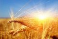 انواع باران در تولید گندم چه نقشی دارد؟