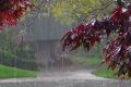بارش‌های پاییزی امسال زودتر از موعد شروع می‌شود/ دمای هوا در پاییز خیلی خنک نیست