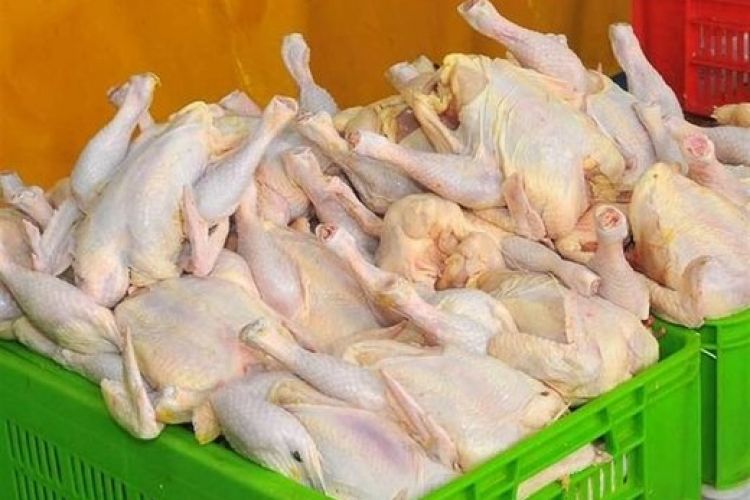 رئیس اتحادیه پرنده و ماهی: مردم مرغ را آزاد و گران نخرند