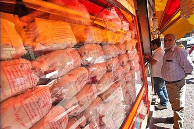 ناراحتی مرغ‌داران از واردات مرغ منجمد: ضرر کردیم