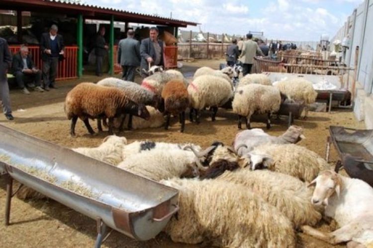 افزایش عرضه گوشت در ماه محرم / قیمت‌ یک کیلو شقه گوسفندی 105 هزار تومان شد
