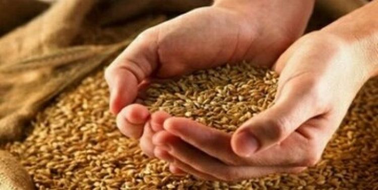 خبر جدید درباره قیمت گندم و پرداخت مطالبات گندمکاران