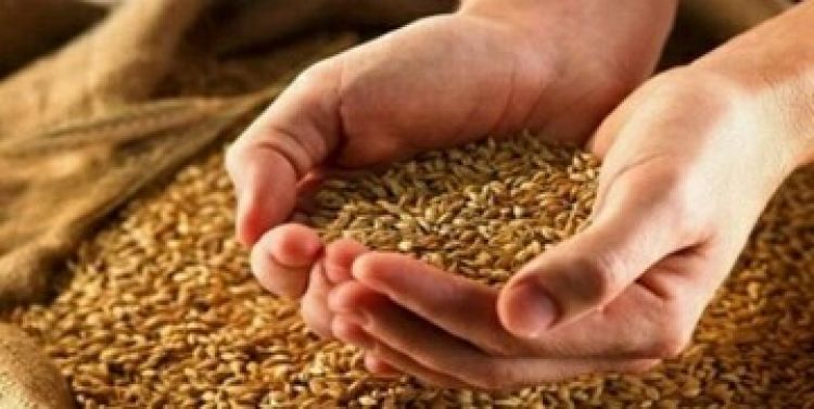  قیمت گندم مشخص شد/ پیش‌بینی میزان تولید