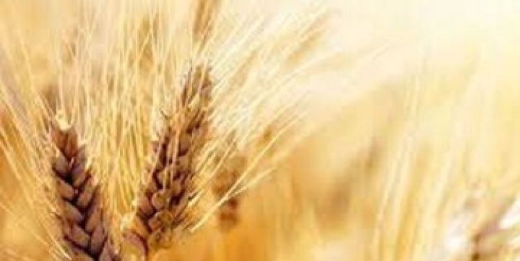 قیمت واقعی گندم اعلام شد/ عسکری: قیمت گندم نباید کمتر از این عدد باشد