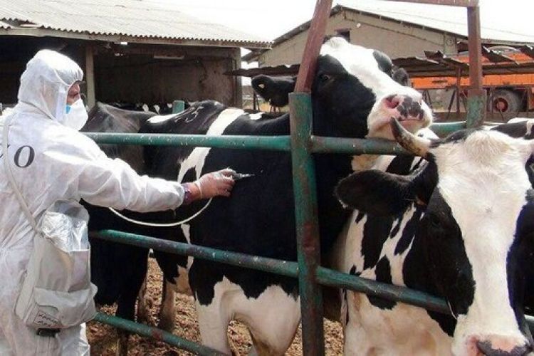 سایه تب برفکی بر سر دامداریها! سایه تب برفکی بر سر دامداریها!