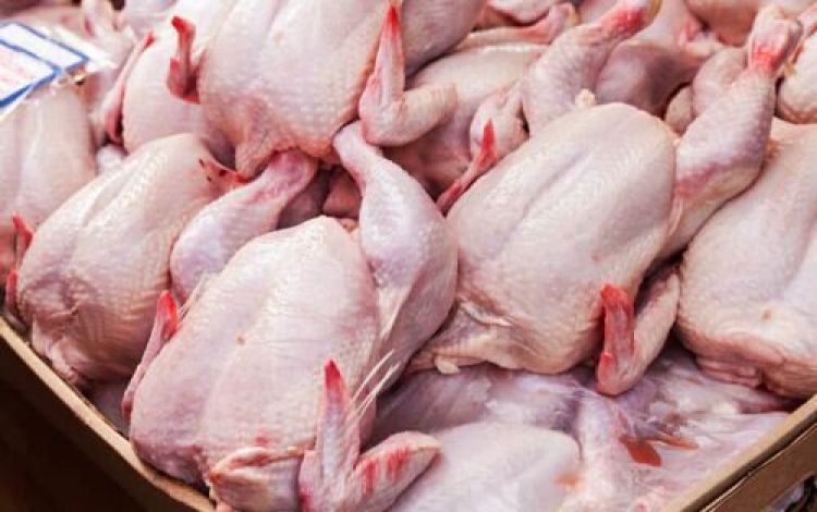 کاهش قیمت مرغ رغبت مرغداران را برای جوجه ریزی کم می‌کند؟