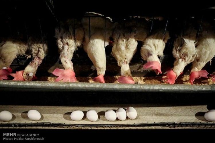 قیمت 4 قلم کالای اساسی تعیین شد