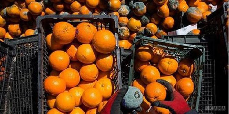 آخرین قیمت ها در بازار میوه و تره بار از زبان رئیس اتحادیه