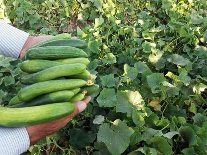 از دو برابر شدن هندوانه  تا کاهوی لاکچری