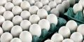 فروش تخم مرغ بالای 90 هزار تومان تخلف است