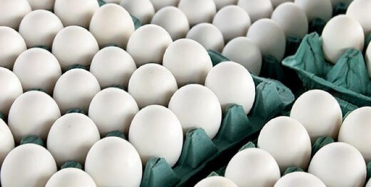 حذف 14میلیون قطعه مرغ تخم‌گذار طی سه ماه/ احتمال واردات تخم‌مرغ از هفته آینده