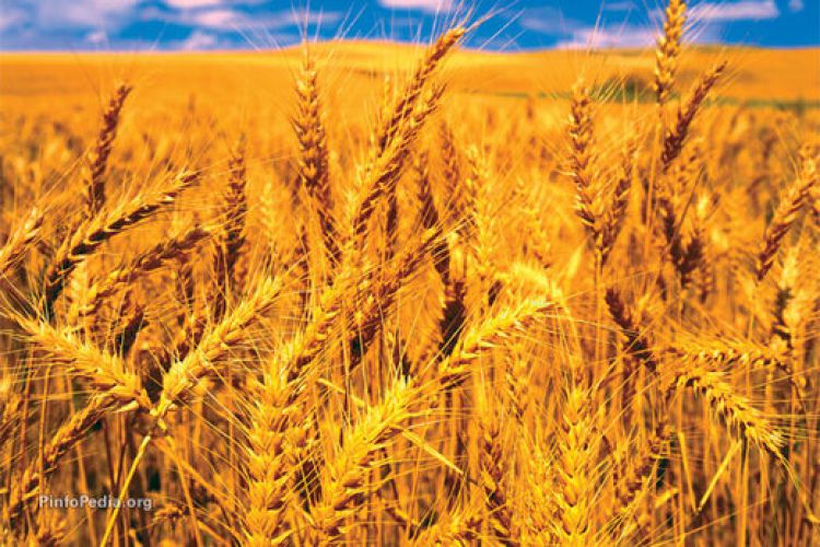 قیمت گندم رکورد شکست/ بحران نان در راه است؟