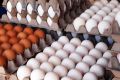 قیمت صدهزار تومان برای تخم‌مرغ ارزان است / قیمت منطقی تخم‌مرغ چقدر است؟