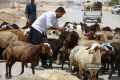 کاهش نرخ دام زنده؛گوشت نباید گران‌تر از این باشد