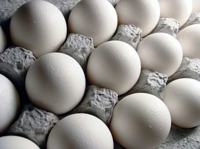 ضرر 10 هزار تومانی مرغداران در فروش هر کیلو تخم مرغ