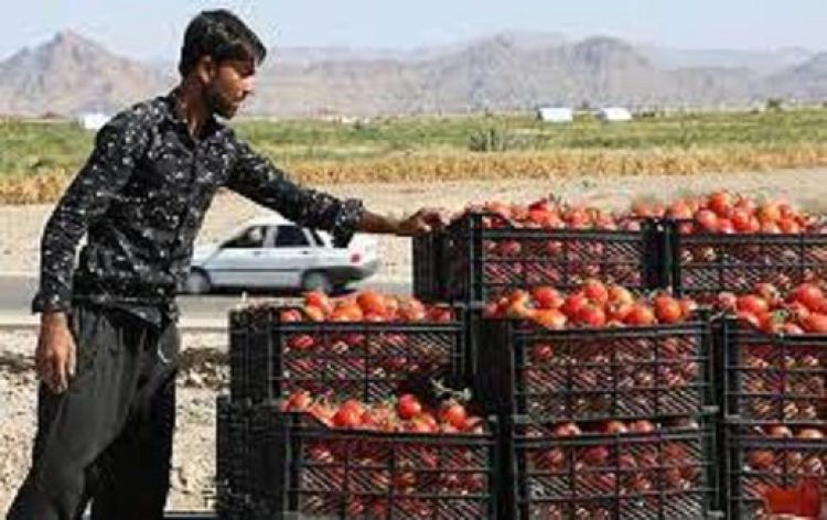 قیمت گوجه فرنگی و پیاز پوست مردم را کند/ روستایی‌ها در اوج تورم