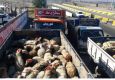 رئیس اتحادیه گوشت گوسفندی: قاچاق دام باعث گرانی گوشت قرمز است