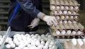قیمت جدید تخم مرغ تعیین شد/ هر شانه تخم مرغ چند شد؟