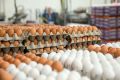 قیمت هر شانه تخم‌مرغ در میادین اعلام شد