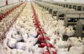 دولت ناتوان از خرید مرغ مازاد/ دپوی نهاده؛ بزرگترین چالش روز مرغداران