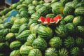 صادرات هندوانه ایران به عمان ممنوع شد