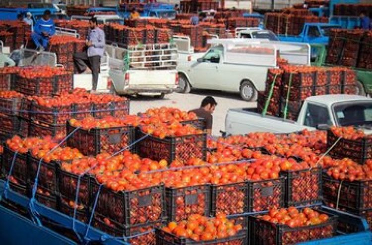 رشد 319 درصدی قیمت گوجه فرنگی در دولت رئیسی/ گوجه رکورددار گرانی در آذر ماه شد!