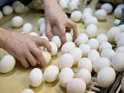 تخم‌مرغ 15 تا 20 درصد ارزانتر از نرخ مصوب/ برنامه‌ریزی برای افزایش تولید